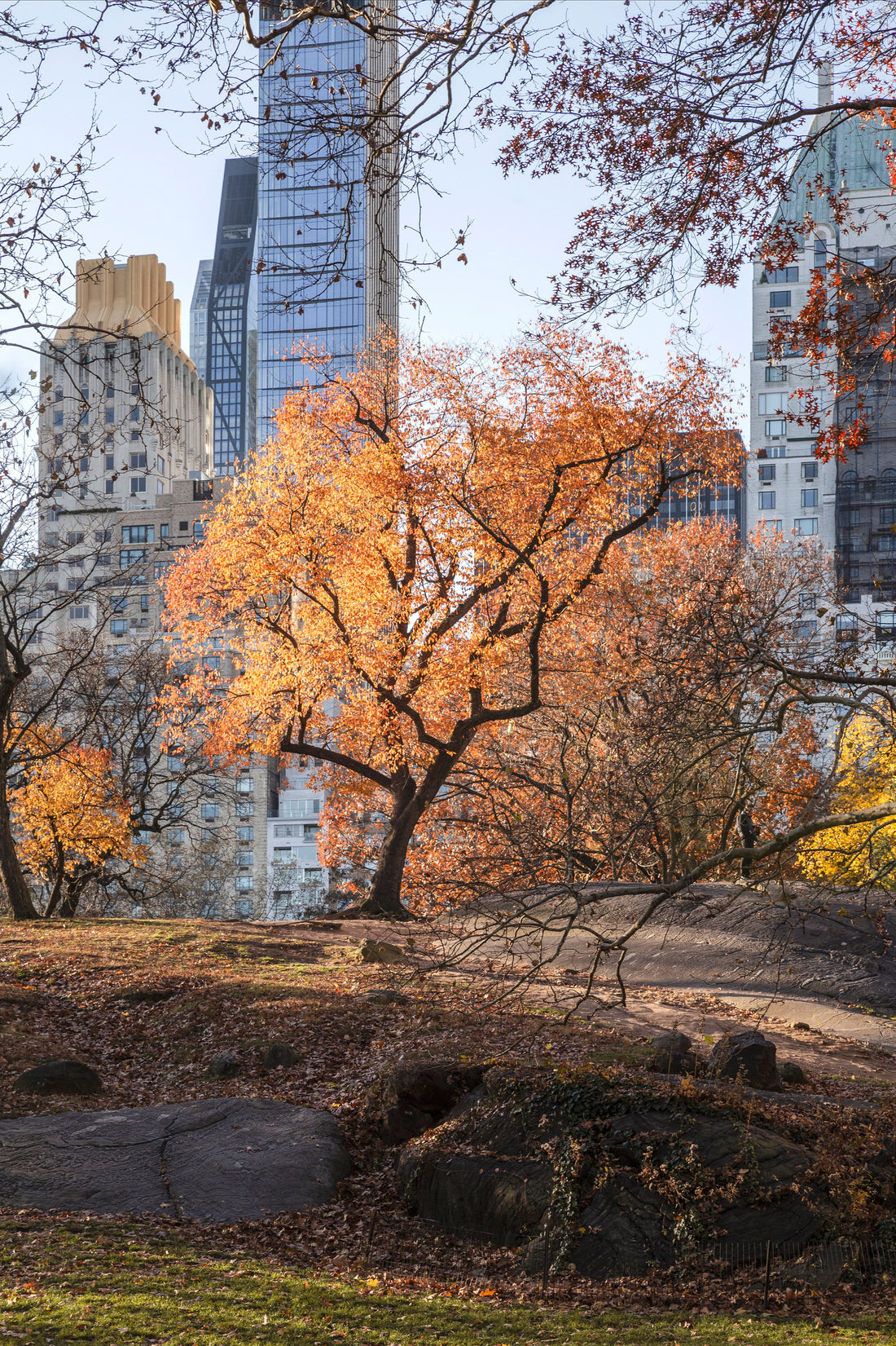 Stop #2: From Neon to Nature – Landing in New York City